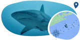 NEW Shark Bracelet, Starry Blue! Ocean Blue Shark Pendant Bracelet in Navy, adjustable fits all