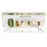 NEW REALBUG Lifecycle of a Silkworm Specimen Set