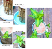 NEW Mini Brazilian Lucky Wood-Magical Sprouting Lucky Bamboo Wood, Stump Mini Plant, Indoor Office Desk Plant, Purifying Indoor Air, 2 Bamboo & 2 Characters (Groot & Buddha)