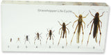 NEW REALBUG Lifecycle of a Grasshopper Specimen Set