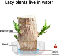 NEW Mini Brazilian Lucky Wood-Magical Sprouting Lucky Bamboo Wood, Stump Mini Plant, Indoor Office Desk Plant, Purifying Indoor Air, 2 Bamboo & 2 Characters (Groot & Buddha)
