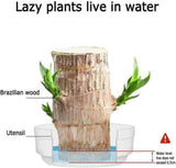 NEW Mini Brazilian Lucky Wood-Magical Sprouting Lucky Bamboo Wood, Stump Mini Plant, Indoor Office Desk Plant, Purifying Indoor Air, 2 Bamboo & 2 Characters (Groot & Buddha)