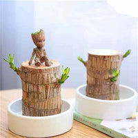 NEW Mini Brazilian Lucky Wood-Magical Sprouting Lucky Bamboo Wood, Stump Mini Plant, Indoor Office Desk Plant, Purifying Indoor Air, 2 Bamboo & 2 Characters (Groot & Buddha)