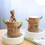 NEW Mini Brazilian Lucky Wood-Magical Sprouting Lucky Bamboo Wood, Stump Mini Plant, Indoor Office Desk Plant, Purifying Indoor Air, 2 Bamboo & 2 Characters (Groot & Buddha)