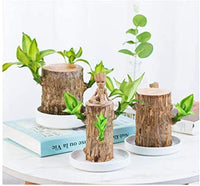 NEW Mini Brazilian Lucky Wood-Magical Sprouting Lucky Bamboo Wood, Stump Mini Plant, Indoor Office Desk Plant, Purifying Indoor Air, 2 Bamboo & 2 Characters (Groot & Buddha)