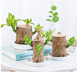 NEW Mini Brazilian Lucky Wood-Magical Sprouting Lucky Bamboo Wood, Stump Mini Plant, Indoor Office Desk Plant, Purifying Indoor Air, 2 Bamboo & 2 Characters (Groot & Buddha)