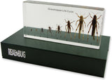 NEW REALBUG Lifecycle of a Grasshopper Specimen Set