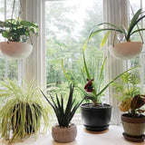 New 6pcs Plant Watering Ball, Automatic Watering Ball, Imitation Plastic Ball Automatic Watering Device, Used for Indoor and Outdoor Plants (Transparent)