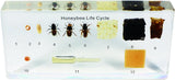 NEW REAL BUG TL06 Lifecycle of A Honey Bee Kit displays the lifecycle of a honey bee in a resin block