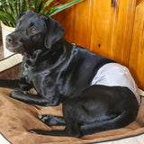NEW Pet Parents Premium Washable Dog Belly Band (3pack) of Male Dog Diapers, Color: Natural, Size: Large Dog Wraps