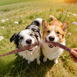 NEW Sealed Grass-Fed Beef Tail Bones for Dogs – Durable Chewing Treats, No Additives or Fillers, Supports Teeth & Gum Health,Single Ingredient, Rawhide-Free & Digestible for All Dogs, BB: 06/27