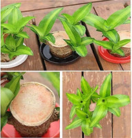 NEW Mini Brazilian Lucky Wood-Magical Sprouting Lucky Bamboo Wood, Stump Mini Plant, Indoor Office Desk Plant, Purifying Indoor Air, 2 Bamboo & 2 Characters (Groot & Buddha)