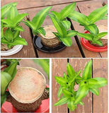 NEW Mini Brazilian Lucky Wood-Magical Sprouting Lucky Bamboo Wood, Stump Mini Plant, Indoor Office Desk Plant, Purifying Indoor Air, 2 Bamboo & 2 Characters (Groot & Buddha)