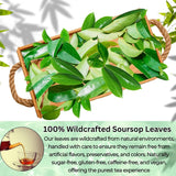 NEW Nutrigins - Premium Soursop Leaves Organic - 50 Leaves - Dried Soursop Tea Leaves - 100% Natural Wild Crafted Graviola Leaves - Hojas de Guanabana Vacuum Sealed For Freshness, BB: 12/09/26