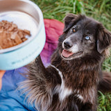 NEW Wilderdog Stainless Steel Dog Bowl with Extra Durable Kitchen-Grade BPA-Free Stainless Steel with Non-Slip Rubber Ringed Bottom (Mustard, 64 oz) Retails $82+