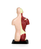 NEW Walter Products Sexless Mini Torso - 25cm, 7 Parts, Retails $108