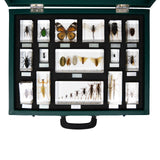 NEW Insect Plus Collection, 16 Specimens, Embedded, Retails $247