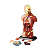 NEW Walter Products Sexless Mini Torso - 25cm, 7 Parts, Retails $108