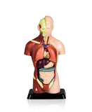 NEW Walter Products Sexless Mini Torso - 25cm, 7 Parts, Retails $108