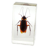 NEW Insect Plus Collection, 16 Specimens, Embedded, Retails $247