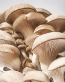 NEW Happy Caps Mushroom Farm Oyster Mushroom Kit