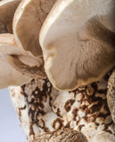 NEW Happy Caps Mushroom Farm Shiitake Mushroom Kit