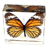 NEW Insect Plus Collection, 16 Specimens, Embedded, Retails $247