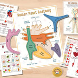 New Human Anatomy Busy Book, Interactive Organ Matching, Mannequin Learning Activity Book, Unlocks Secrets of Body, Vibrant Illustrations, Perfect Educational Birthday Gift for All Ages