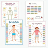 New Human Anatomy Busy Book, Interactive Organ Matching, Mannequin Learning Activity Book, Unlocks Secrets of Body, Vibrant Illustrations, Perfect Educational Birthday Gift for All Ages