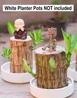 NEW Mini Brazilian Lucky Wood-Magical Sprouting Lucky Bamboo Wood, Stump Mini Plant, Indoor Office Desk Plant, Purifying Indoor Air, 2 Bamboo & 2 Characters (Groot & Buddha)