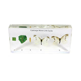 NEW REALBUG Lifecycle of a Cabbage Worm Specimen Set
