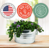 NEW Creeping Thyme Mini Basin Grow Kit, includes everything you need to create your own indoor garden, our pot is copper colour!