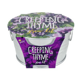 NEW Creeping Thyme Mini Basin Grow Kit, includes everything you need to create your own indoor garden, our pot is copper colour!