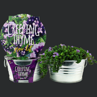 NEW Creeping Thyme Mini Basin Grow Kit, includes everything you need to create your own indoor garden, our pot is copper colour!