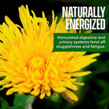 New Kiss Me Organics Dandelion Root Tea 1 Pack (20 Bags) of Organic Dandelion Root Digestive Detox Tea Vitamin Rich Teabags to Cleanse and Help Boost Immunity﻿ BB Sep/23