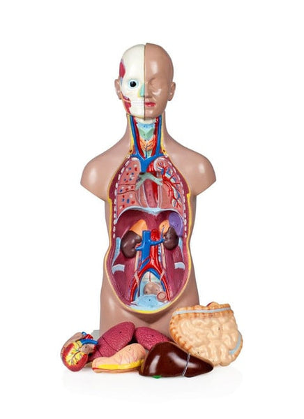 NEW Walter Products Sexless Mini Torso - 25cm, 7 Parts, Retails $108