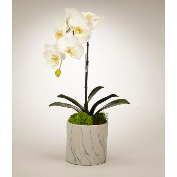 Marble Like 20 Inch High Orchid Plant in Pot BY T&C Floral Products! Retails $158+