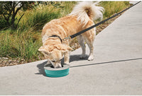 Good2go No-spill Dog Bowl - Blue