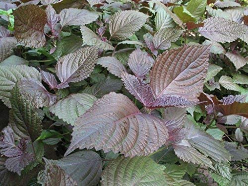 New 1 Package HERB SEEDS 15G SHISO PERILLA! Green & Red